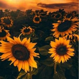 Meet your Posher, Valerie